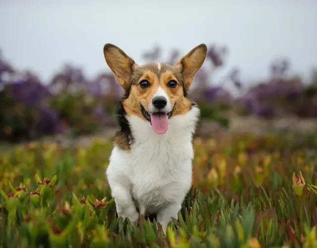 Os cachorros pequenos Corgi tem patas curtinhas como principal caracterí­stica da raça