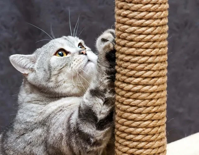 Arranhador de gato com corda de sisal é muito satisfatório para o bichano.