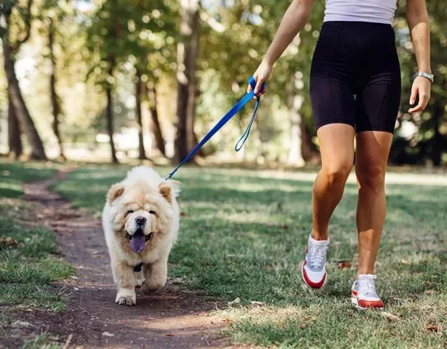 Chow Chow: cachorro precisa de passeios regulares para se exercitar