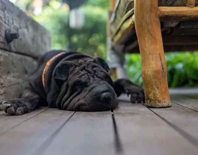 Shar Pei preto ou de outras cores têm o mesmo temperamento Shar Pei preto ou de outras cores têm o mesmo temperamento