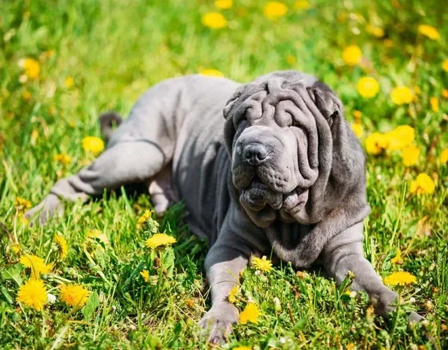 SharPei azul adulto: adestramento da raça é importante