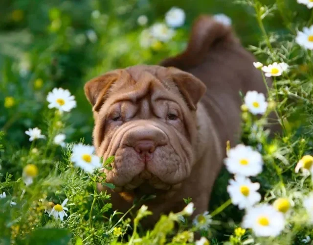Shar Pei filhote: os primeiros meses são ótimos para adestrar o animal