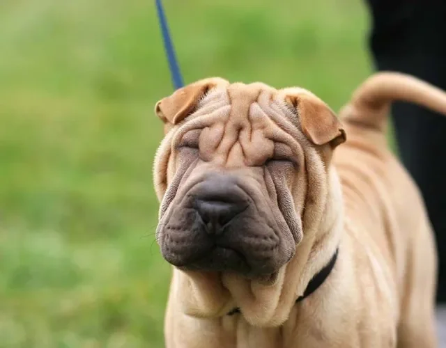 Shar Pei: raça precisa de passeios curtos diariamente para gastar energia