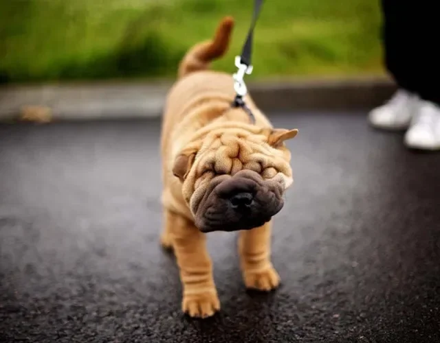 Shar Pei: o cachorro precisa de estímulos diários