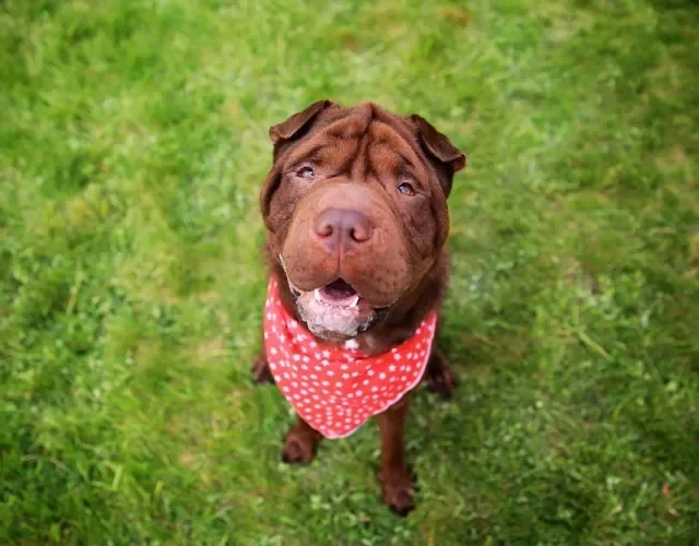 O cachorro Shar Pei é apaixonado pelos donos e faz de tudo para protegê-los