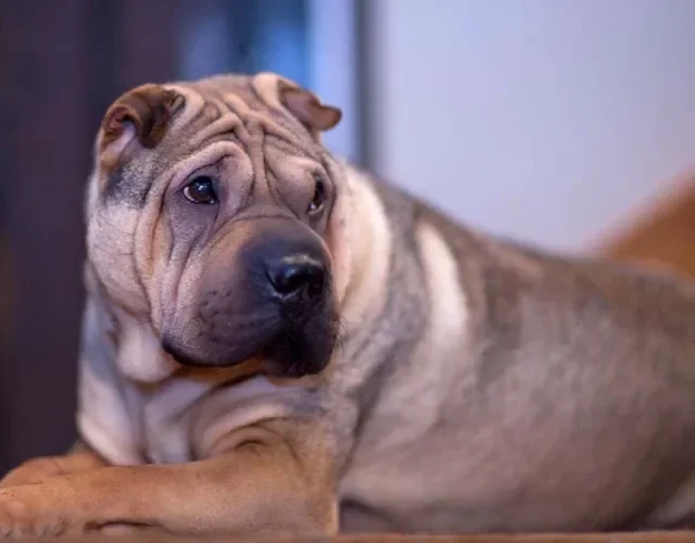Para ter um Shar Pei, preço pode chegar a R$ 7500