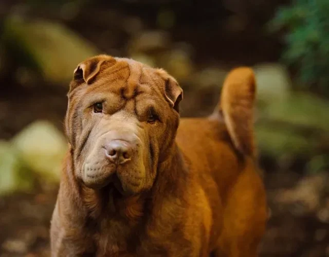 Raça de cachorro SharPei é muito fiel aos donos