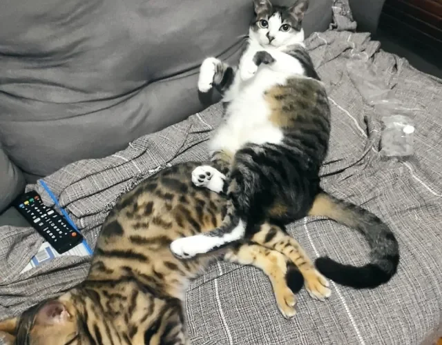 A Bengal Poliana se dá bem com outros gatos, mas pode ser bem territorialista