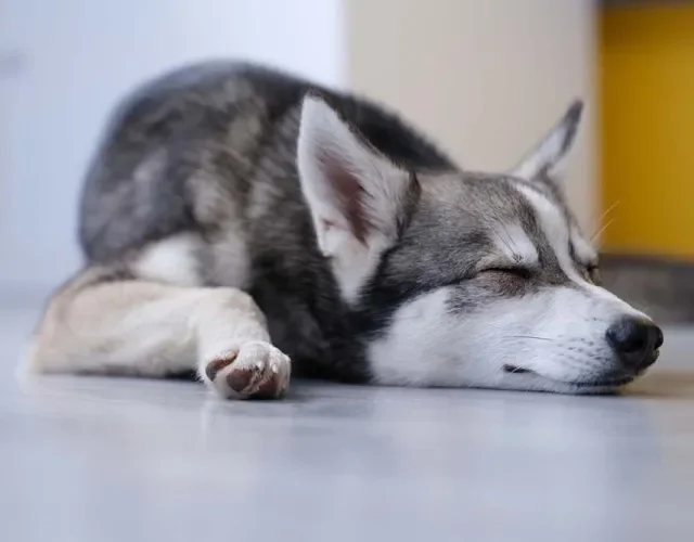 Mini raças de cachorro: o Alaskan Klee tem pelagem bem densa e dupla