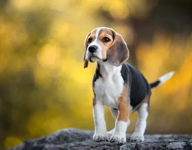 Até existe mini Beagle, mas o tamanho não é reconhecido oficialmente