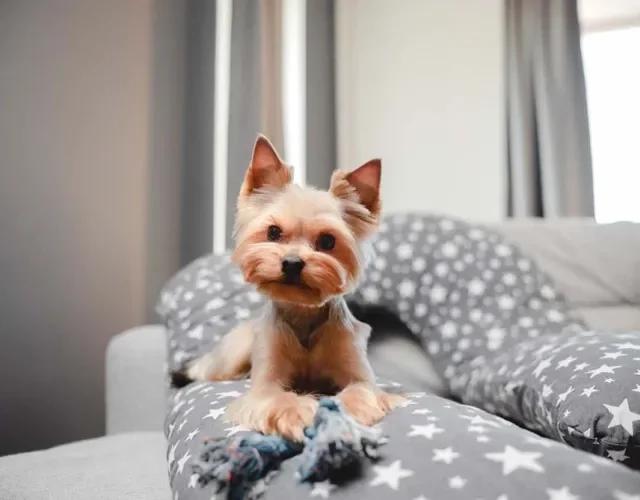 Yorkshire é uma das raças de cachorro pequenos carinhosos