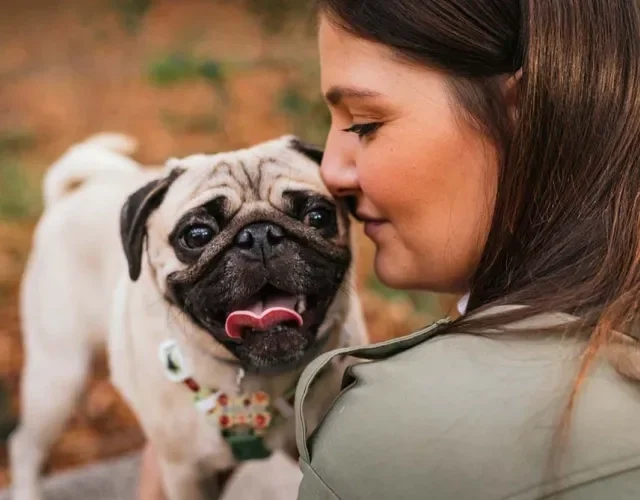 Além de animais carinhosos, os Pugs são extremamente apegados com a famí­lia