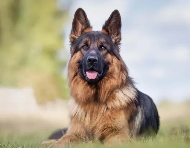 Raça de cachorro carinhoso: Pastor Alemão tem várias outras qualidades