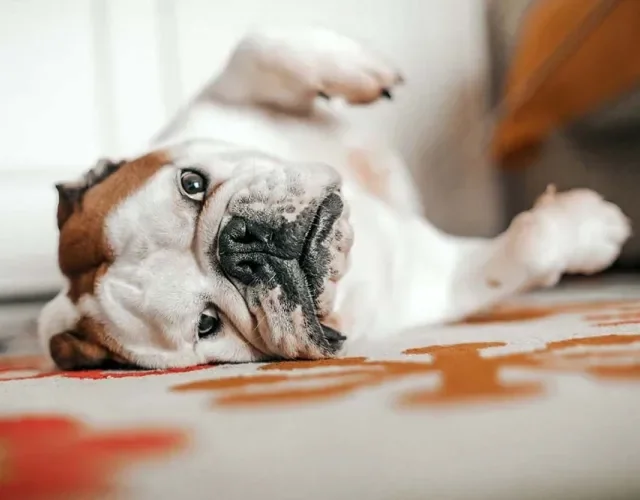 Um cachorro companheiro e leal, o Bulldog Inglês não decepciona