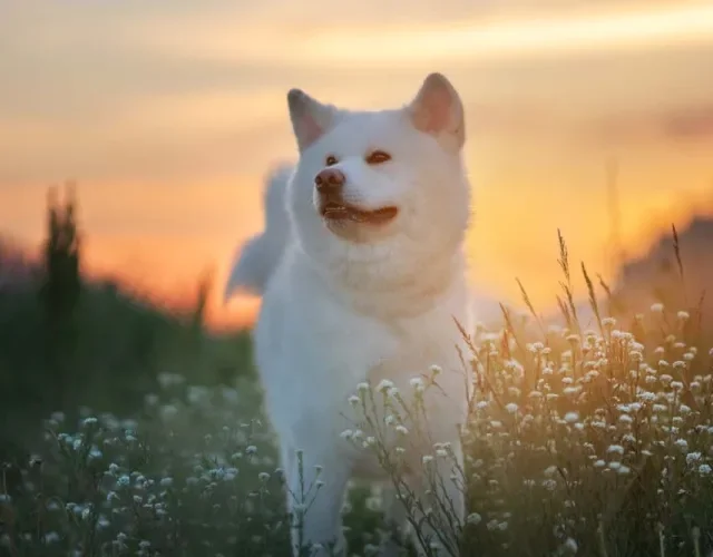Akita Inu: cores da raça incluem o branco puro