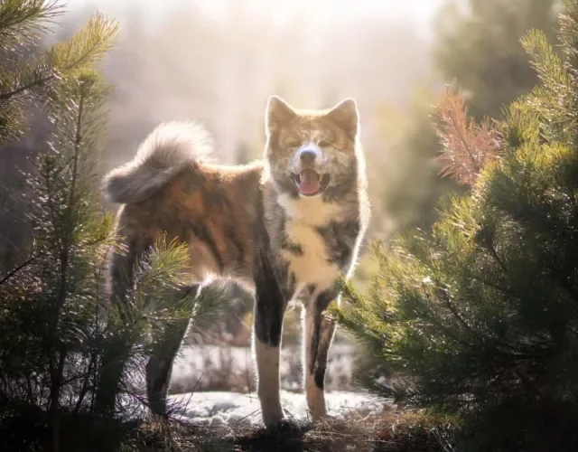 No Akita Inu, cores também podem ser tigradas