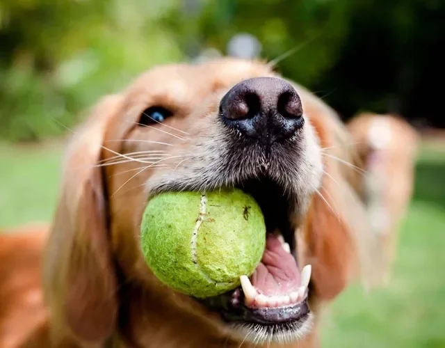 Para o Golden Retriever, uma simples brincadeira de buscar bolinha já é um estímulo