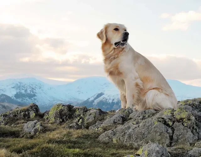 O nome do Golden Retriever reflete a cor da sua pelagem