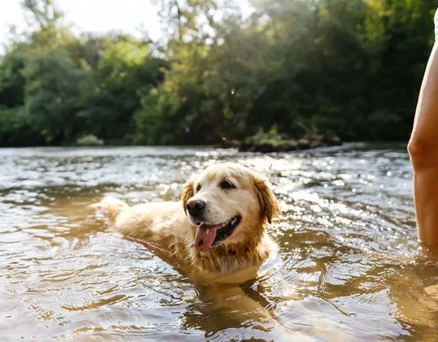 Para o Golden Retriever, estar na água é uma das atividades mais divertidas