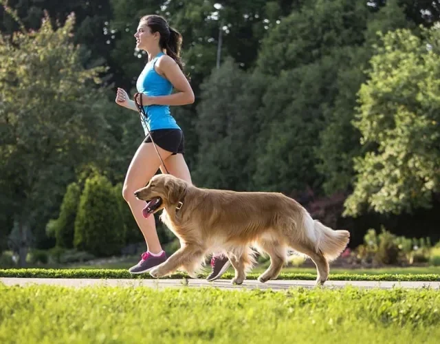 Em corridas, o Golden Retriever geralmente tem muita disposição