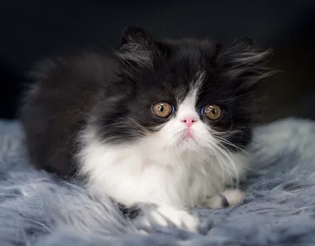 Gato Persa pode ter diferentes cores, como preto e branco