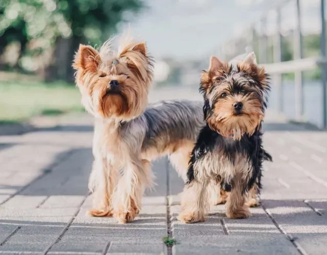 Dois cachorros Yorkshire lado a lado