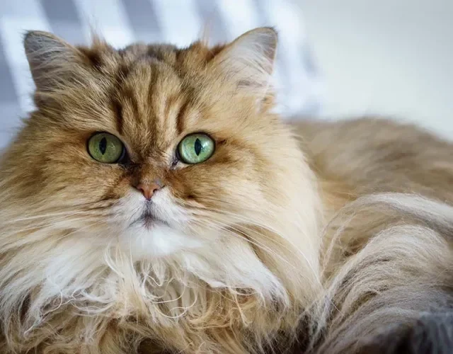 As cores de gato Persa são tão variadas que chegam a mais de 100 tonalidades diferentes