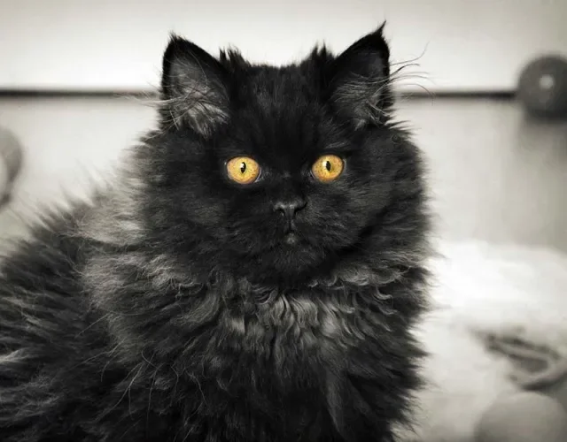 O gato Persa preto é uma cor bem exótica e difícil de ser encontrada