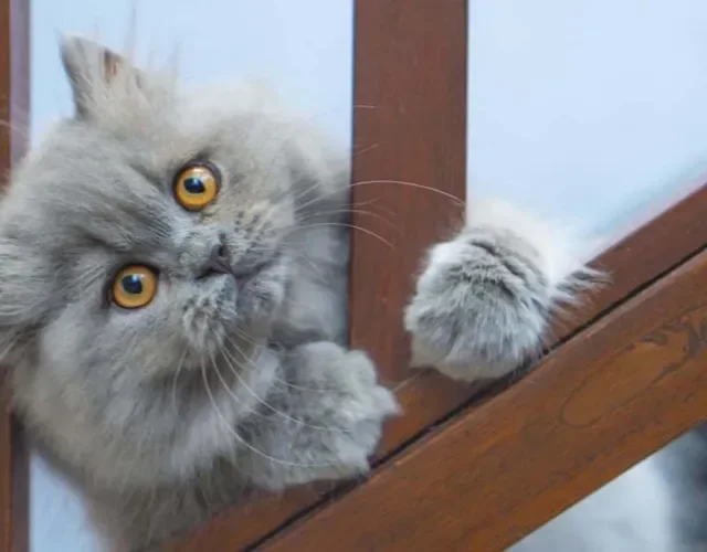 Não existem tipos de gato Persa, mas o gato Exótico de Pelo Curto lembra bastante a raça