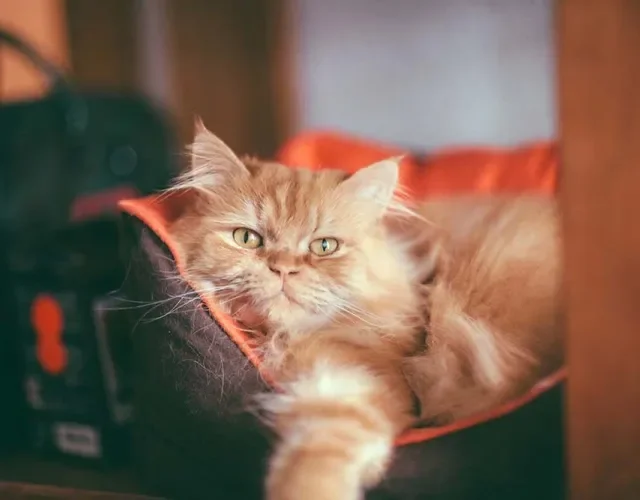 Raça de gato Persa é muito dengoso e ama ter um cantinho para deitar