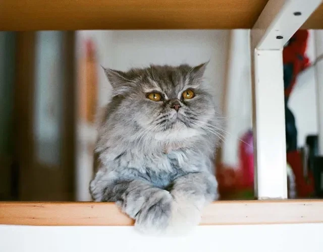 Raça de gato Persa tem hábitos mais horizontais do que verticais