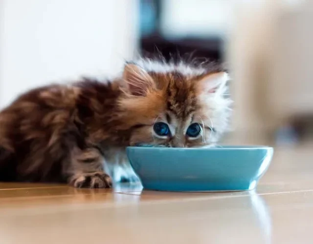 A ração para gato Persa filhote deve ser apropriada para a faixa etária do animal