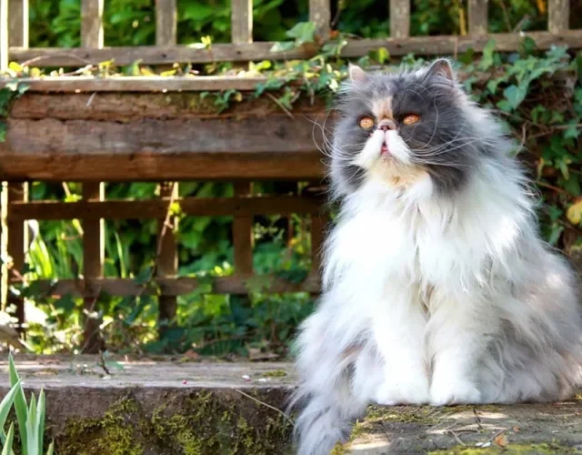 Braquicefálico, o gato Persa acumula secreções nos olhos que requer limpezas regulares
