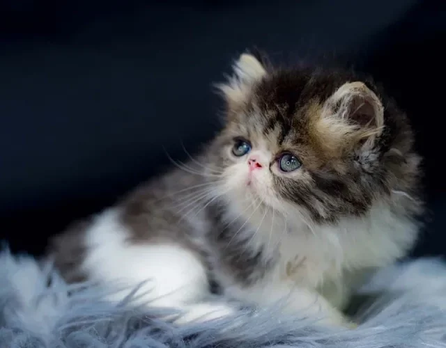 Gato Persa: estudos indicam que a cor dos pelos pode influenciar no comportamento do pet