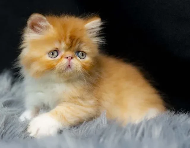 O gato Persa filhote deve ficar próximo da mãe nos dois primeiros meses de vida