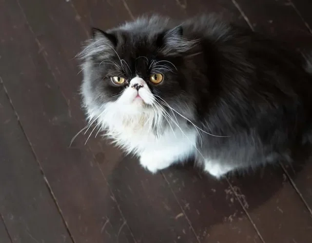 Persa: gato tem tendência a obesidade se não se exercitar