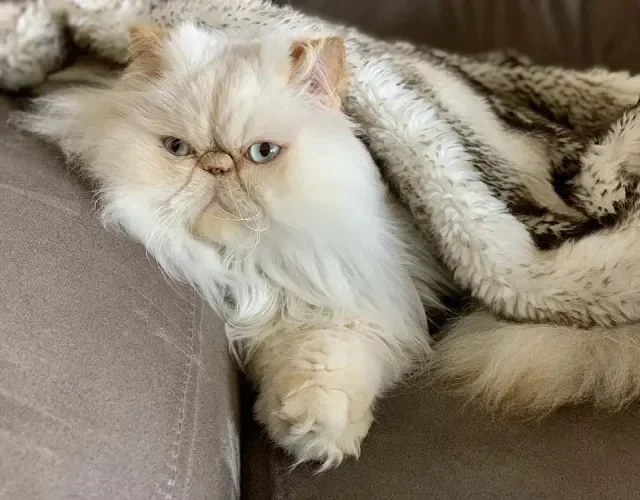 O gato Persa branco costuma ser mais reservado e tímido