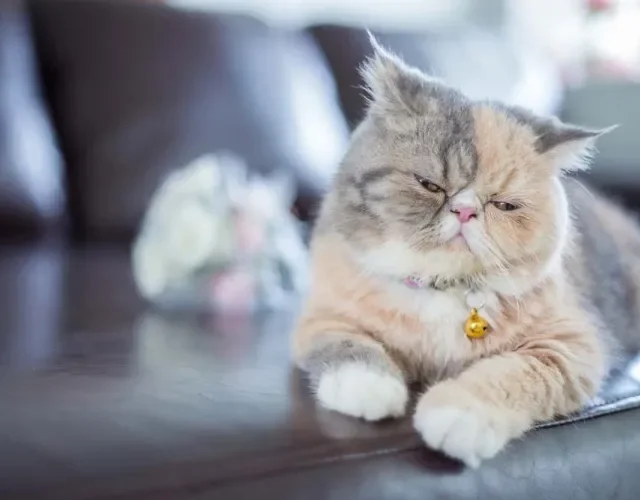 Ao mesmo tempo, o gato Persa se dá muito bem com idosos