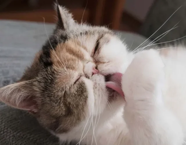 Gato Persa pode sofrer com as temidas bolas de pelo se não for escovado sempre
