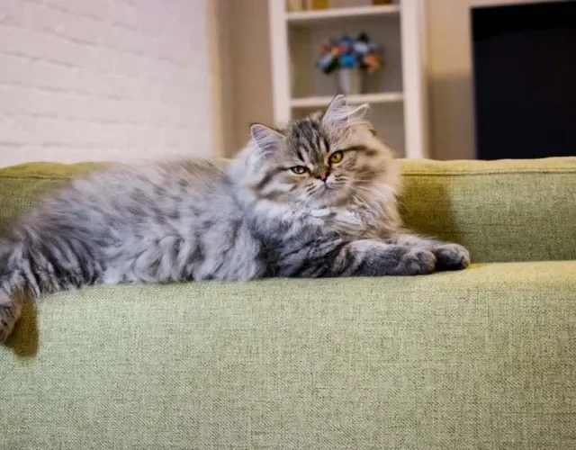 Raça de gato Persa é a companhia ideal para muitas famílias