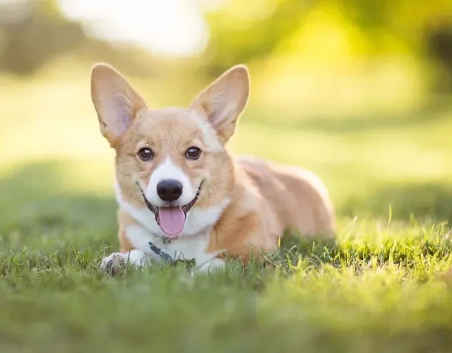 O peso do Corgi não ultrapassa os 15 Kg