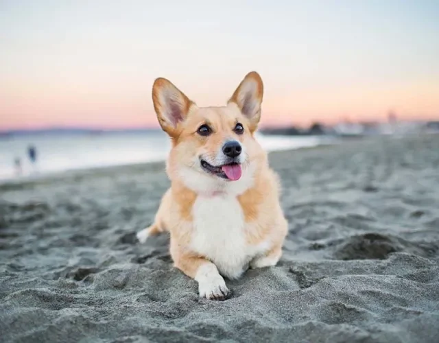 O Corgi é famoso por ser um cachorro de companhia, mas também tem um forte instinto protetor