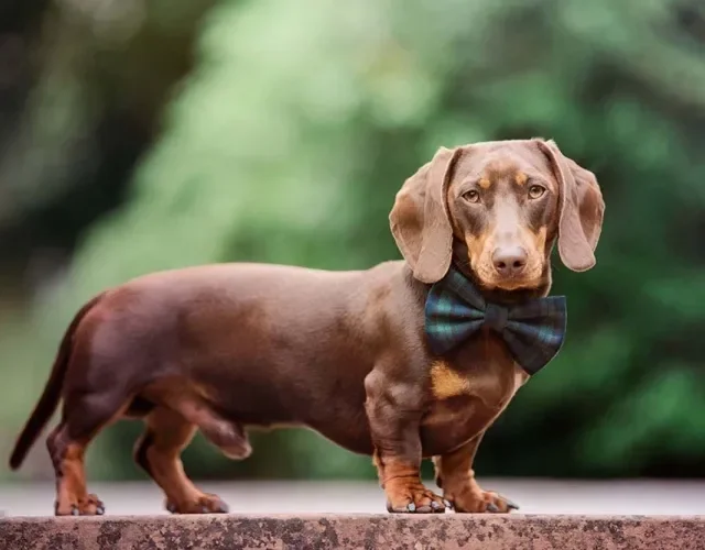O Dachshund é um cão de corpo alongado que não tem mais de 30 cm