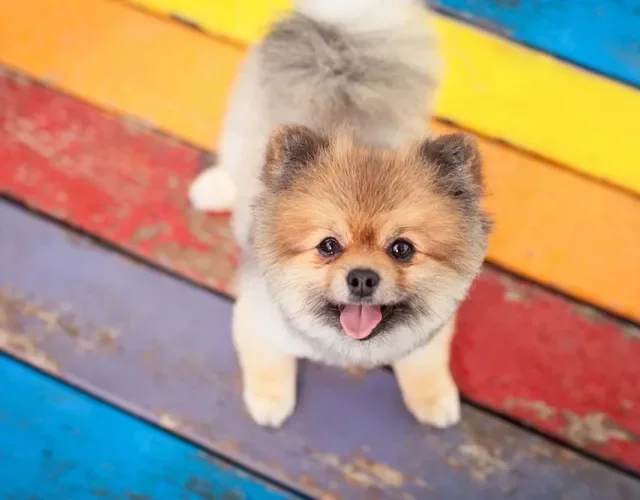 O cachorro Lulu da Pomerânia é o menor dos Spitz Alemão, pesando cerca de 3 Kg
