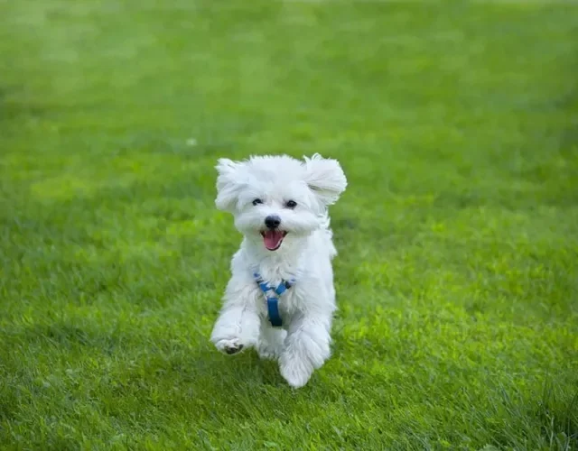O cachorro da raça Maltês adora se divertir e chamar atenção