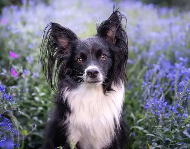 O Papillon é super levinho e pesa no máximo 5 Kg
