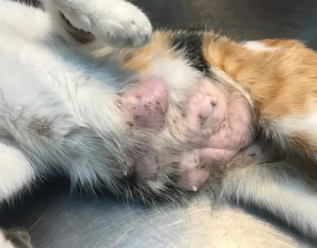 Hiperplasia mamária felina ocorre quando há um aumento de uma ou mais mamas na gatinha