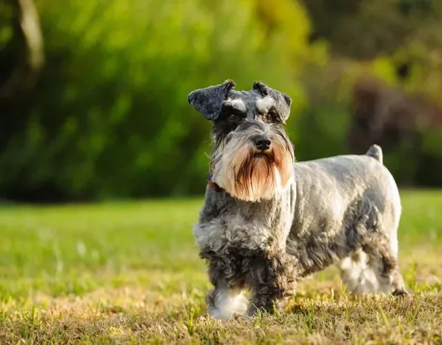 O Schnauzer miniatura é o menor tipo da raça, medindo cerca de 30 cm