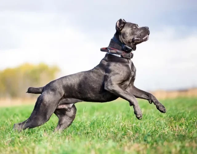 A altura de um cachorro Cane Corso fica em torno dos 68 cm