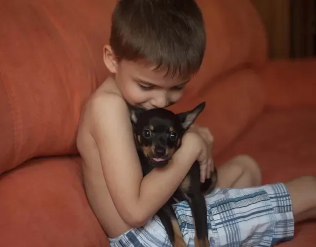 Cachorro Pinscher 0 é muito protetor com a família e se adapta bem em casas com crianças